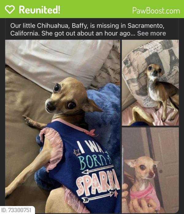 Reunited Female Dog last seen Harris ave by viva supermarket or near clay street and Harris, Sacramento, CA 95838