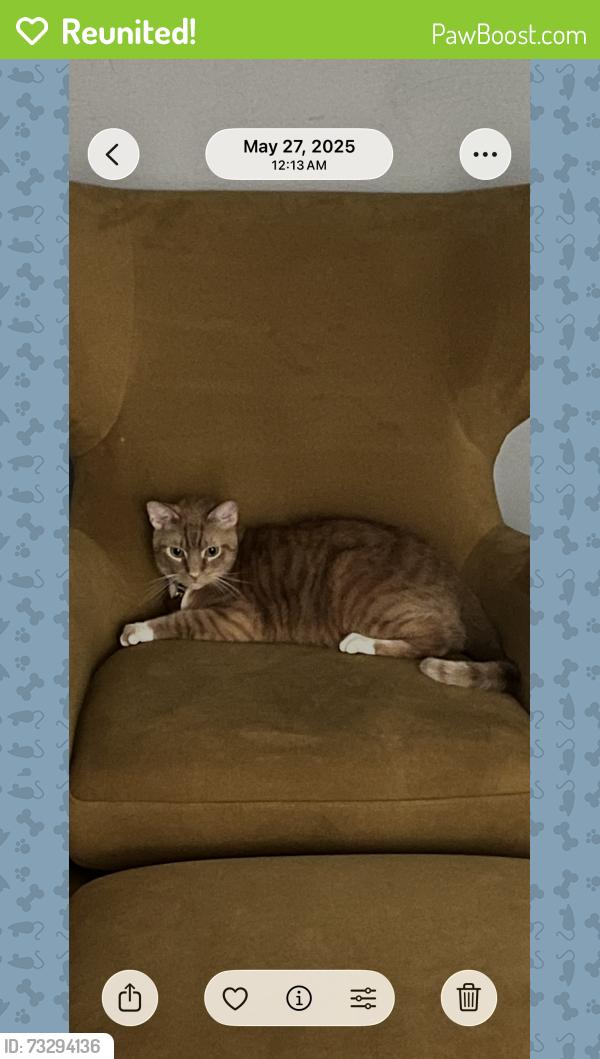 Reunited Male Cat last seen Near Ave N and 66th st, Kenneth City, FL 33709