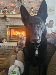 Reunited Male Dog last seen Park Cobblestones Spring subdivision, Avon, IN 46123