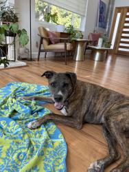 Found/Stray Male Dog last seen Cresthaven Drive & Rosswood Terrace / Los Angeles, Los Angeles, CA 90042