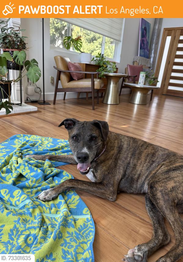 Found/Stray Male Dog last seen Cresthaven Drive & Rosswood Terrace / Los Angeles, Los Angeles, CA 90042