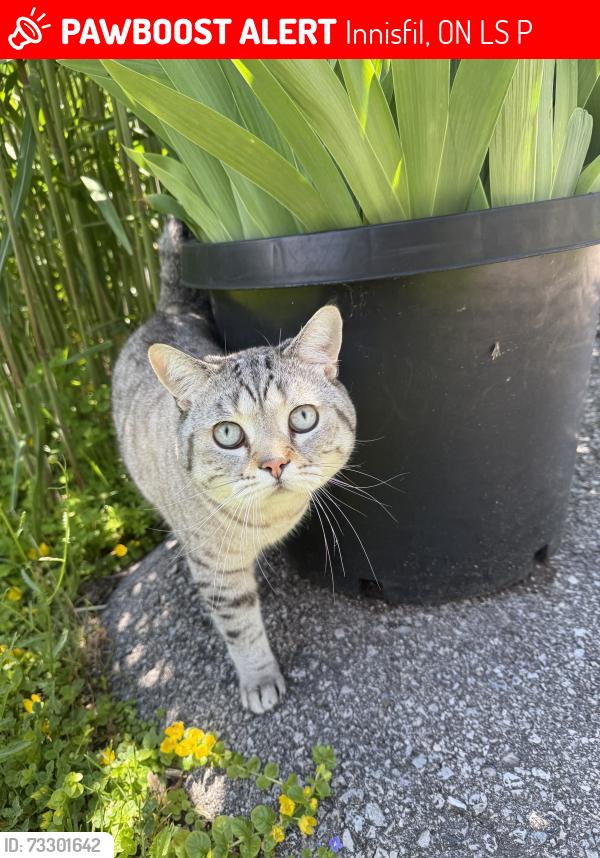 Lost Male Cat last seen Friday Harbour, Innisfil, ON L9S 2P6
