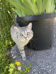 Lost Male Cat last seen Friday Harbour, Innisfil, ON L9S 2P6