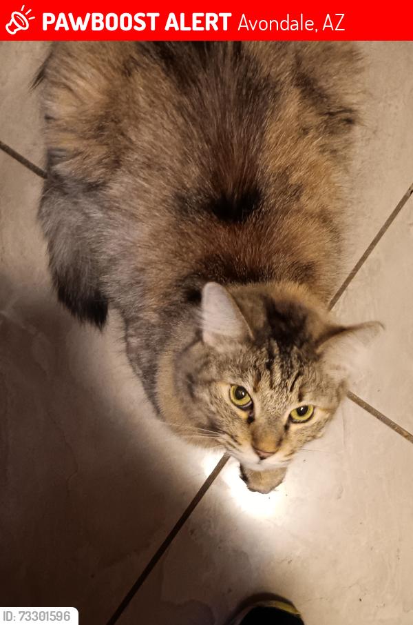 Lost Female Cat last seen 107th Ave and Apache St., Avondale, AZ 85323