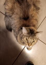 Lost Female Cat last seen 107th Ave and Apache St., Avondale, AZ 85323