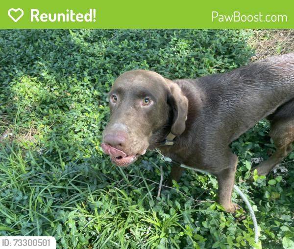 Reunited Male Dog last seen 10 mile and St Rt 132, New Richmond, OH 45157