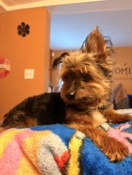 Reunited Male Dog last seen CVS and Wendy's, East Orange, NJ 07018