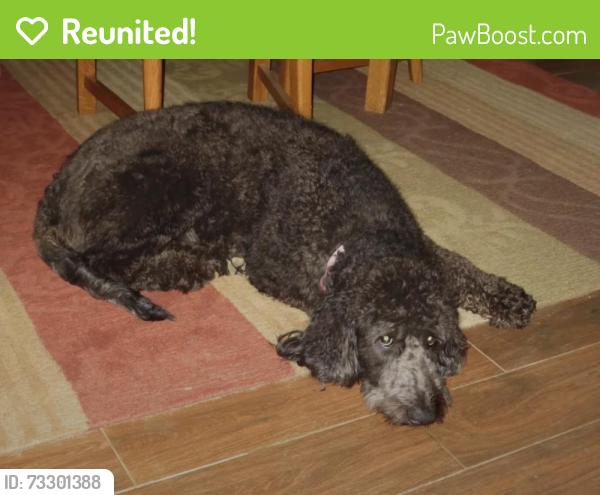 Reunited Female Dog last seen Tonbridge Ln, Winston-Salem, NC 27106, USA, Winston-Salem, NC 27106