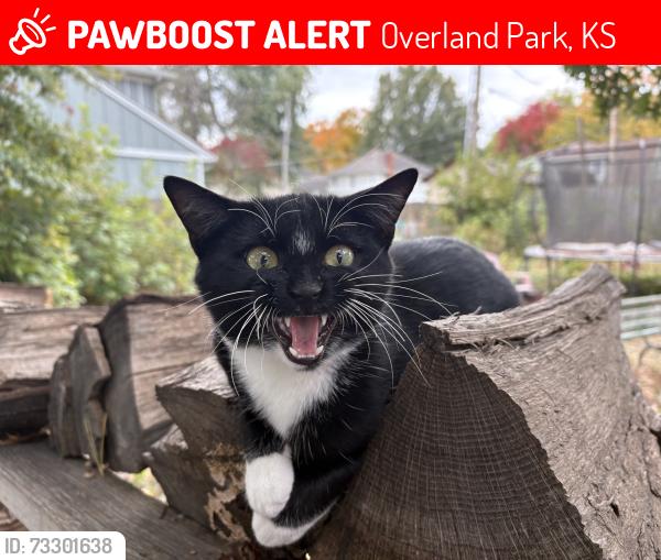 Lost Male Cat last seen corner of 97th and Antioch, Overland Park, KS 66212