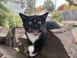 Lost Male Cat last seen corner of 97th and Antioch, Overland Park, KS 66212