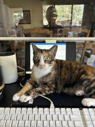 Lost Female Cat last seen North blvd, Universal City, TX 78148
