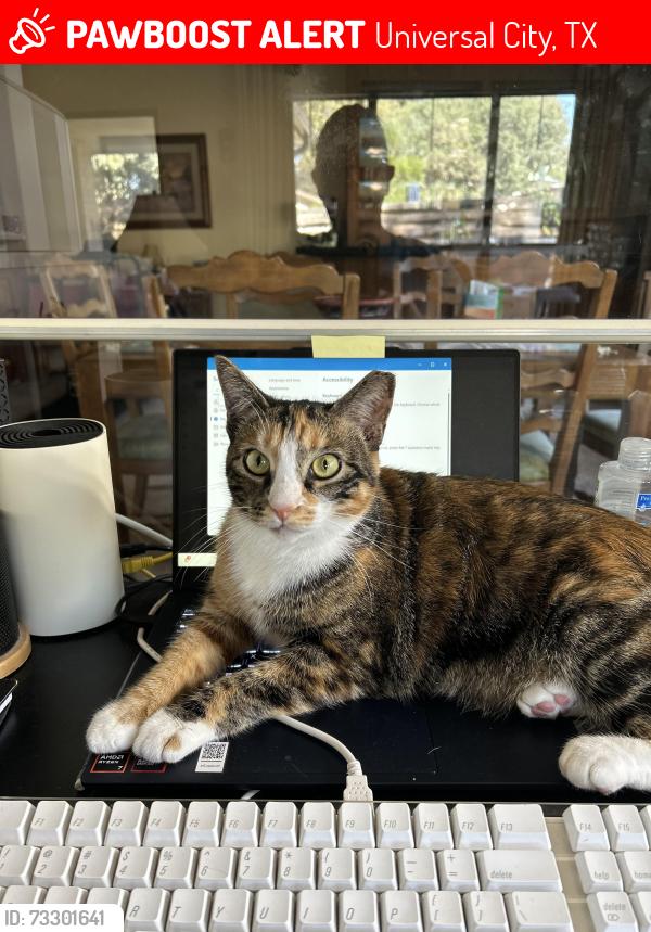 Lost Female Cat last seen North blvd, Universal City, TX 78148