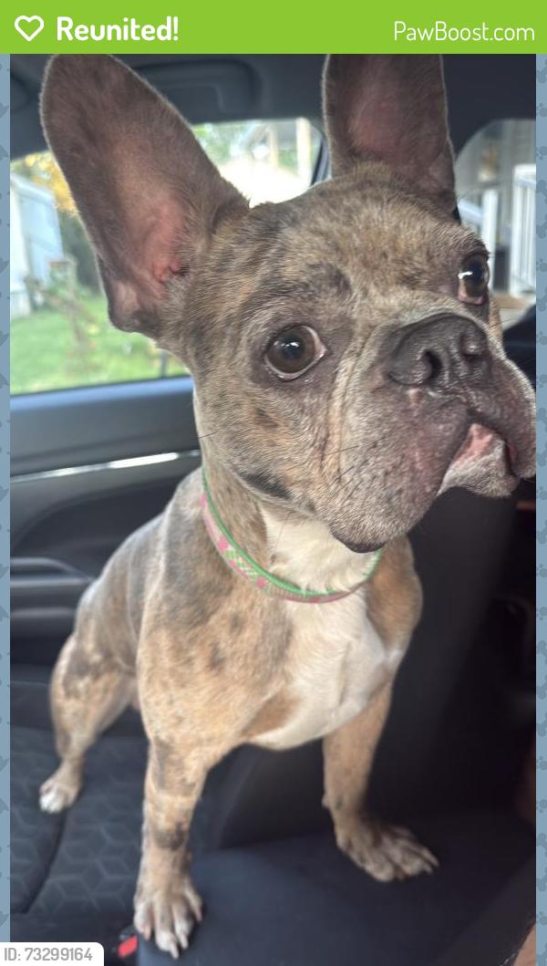 Reunited Male Dog last seen E 30th St, Indianapolis, IN 46220