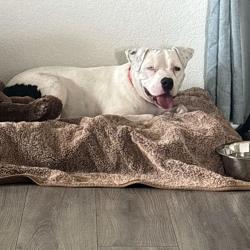 Shelter Stray Female Dog last seen , 1500 Idalia Rd NE, Bernalillo, NM 87004, USA