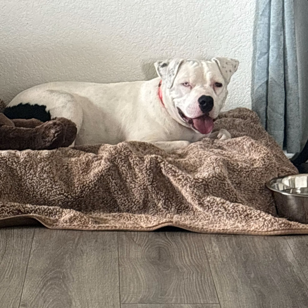 Shelter Stray Female Dog last seen , 1500 Idalia Rd NE, Bernalillo, NM 87004, USA