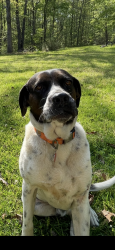 Lost Male Dog last seen Liberty Church Rd, Bremen, GA 30110