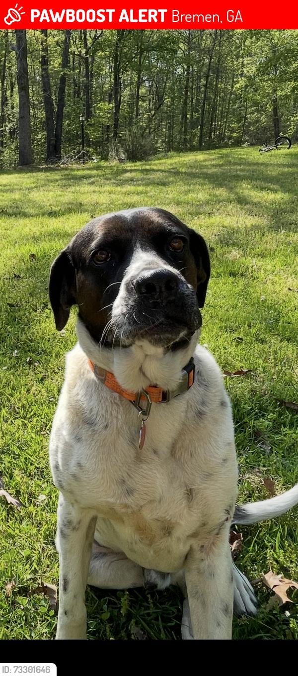 Lost Male Dog last seen Liberty Church Rd, Bremen, GA 30110