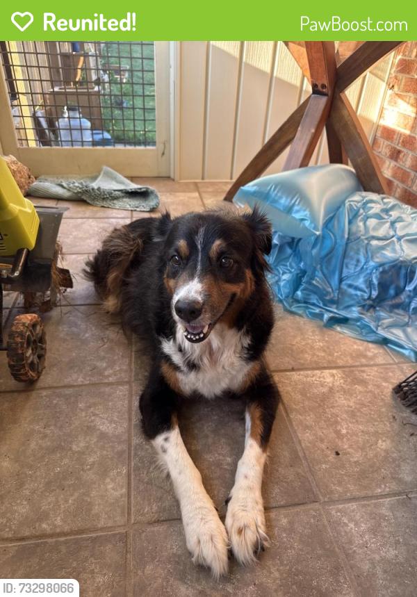 Reunited Male Dog last seen Wilson’s Creek, Brown Mountain Beach Rd, NC 28611