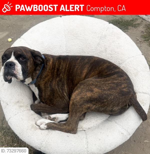 Lost Male Dog last seen Myrh, Compton, CA 90221