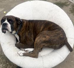 Lost Male Dog last seen Myrh, Compton, CA 90221