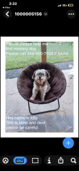 Lost Female Dog last seen Abide dr, Houston, TX 77085
