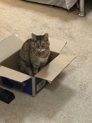 Reunited Female Cat last seen Near Madison St, Albany, CA 94706, USA, Albany, CA 94706