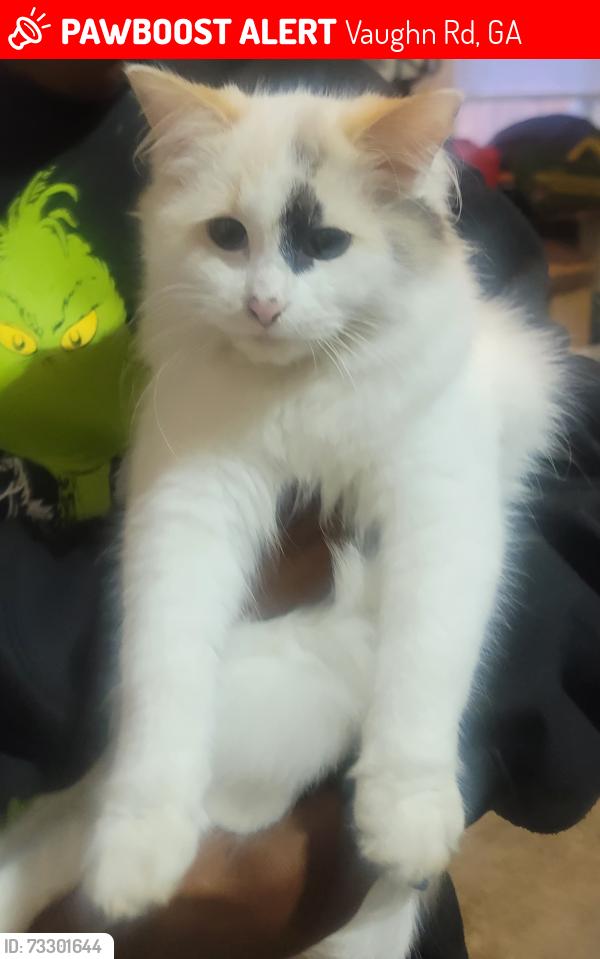 Lost Female Cat last seen Levans, Vaughn Rd, GA 30179