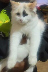 Lost Female Cat last seen Levans, Vaughn Rd, GA 30179
