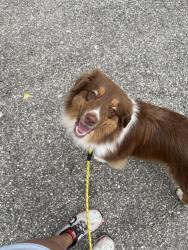 Reunited Female Dog last seen Lost by Patterson Park, last seen on 400 Block of N Ellwood, Baltimore, MD 21224