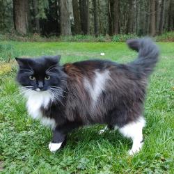 Lost Male Cat last seen Martinson RD SE in Yelm / Rainier, Thurston County, WA 98597
