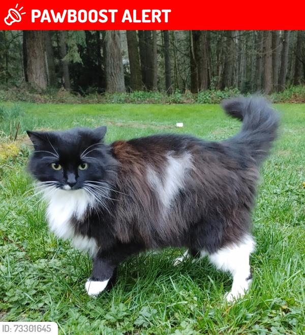 Lost Male Cat last seen Martinson RD SE in Yelm / Rainier, Thurston County, WA 98597