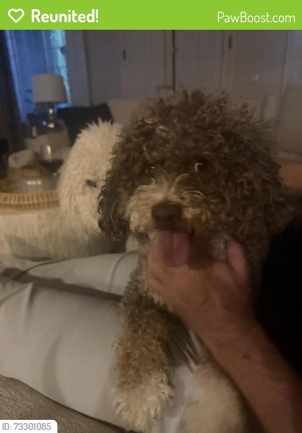 Reunited Male Dog last seen equestrian drive and foothill, Henderson, NV 89002