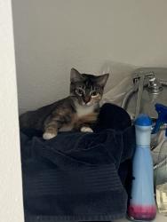 Lost Female Cat last seen hse, Houston, TX 77082