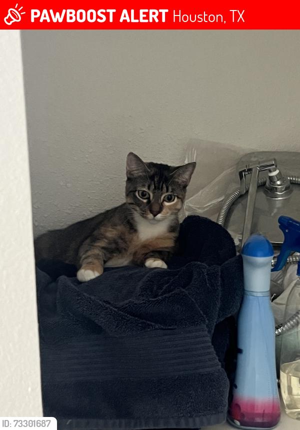 Lost Female Cat last seen hse, Houston, TX 77082