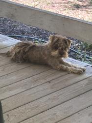 Found/Stray Unknown Dog last seen Near and 11, Landrum, SC 29356