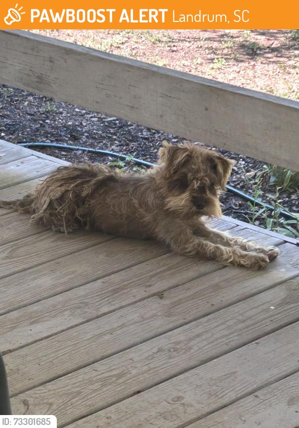 Found/Stray Unknown Dog last seen Near and 11, Landrum, SC 29356