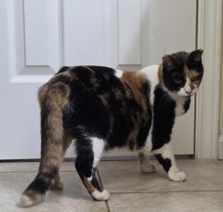 Found/Stray Female Cat last seen WOODLAND TRAILS... Langfield Road & Shady Arbor Lane, Houston, TX 77040