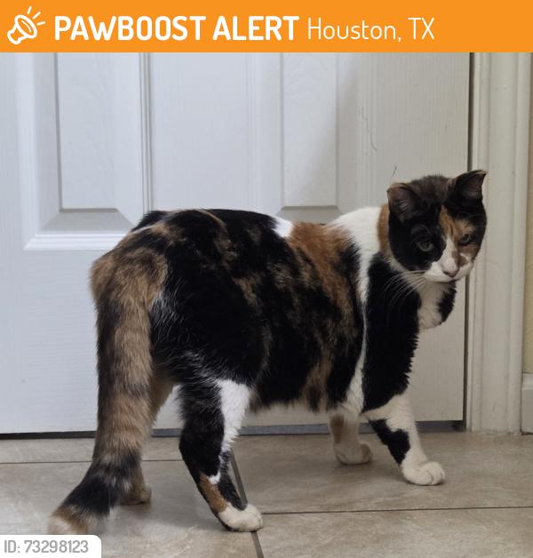 Found/Stray Female Cat last seen WOODLAND TRAILS... Langfield Road & Shady Arbor Lane, Houston, TX 77040
