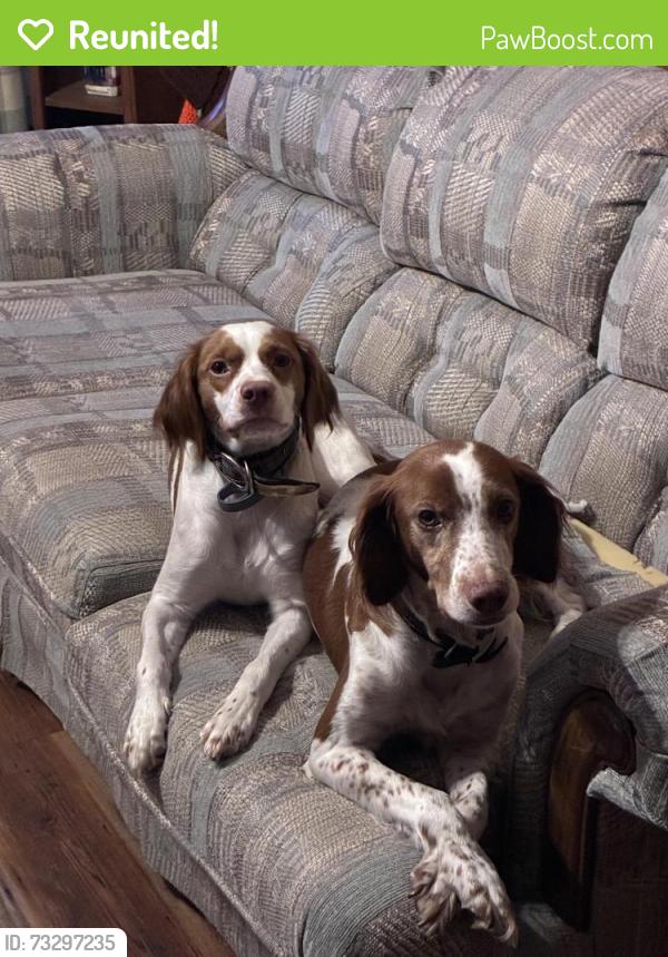 Reunited Female Dog last seen Woods across from ameren, House Springs, MO 63051