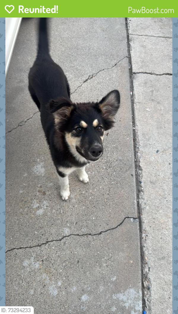 Reunited Female Dog last seen Near W Nancy dr, West Valley City, UT 84120
