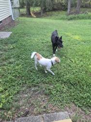 Reunited Unknown Dog last seen Whitby Ct, Durham, NC 27703