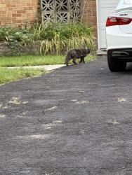 Found/Stray Unknown Cat last seen Springbank and Mississauga Rs, Mississauga, ON 