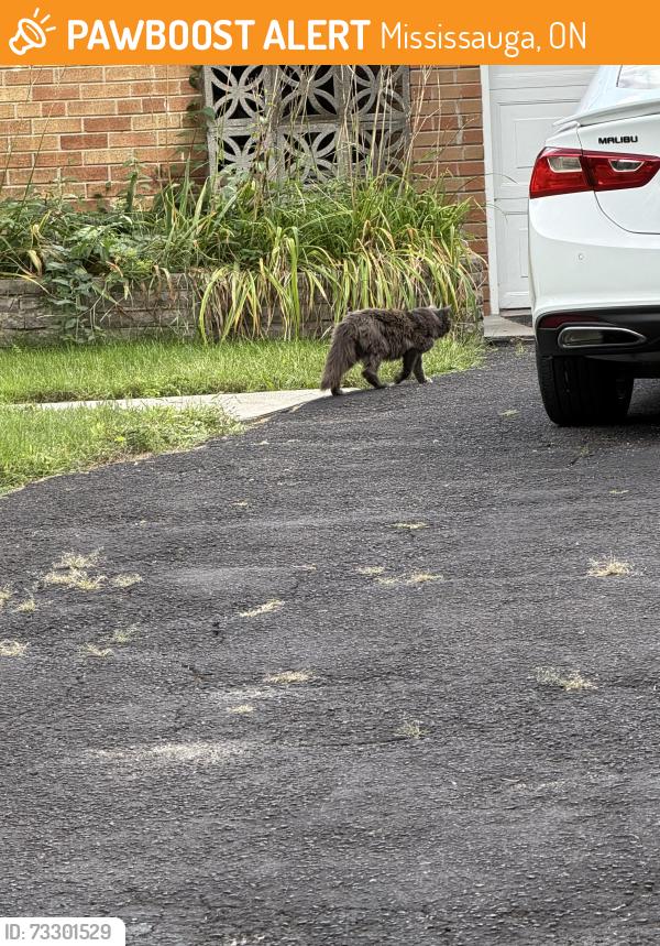 Found/Stray Unknown Cat last seen Springbank and Mississauga Rs, Mississauga, ON 