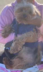 Lost Male Dog last seen Fairgrounds subdivision, Carencro, LA 70507