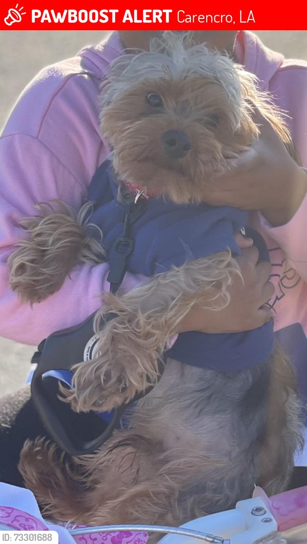 Lost Male Dog last seen Fairgrounds subdivision, Carencro, LA 70507