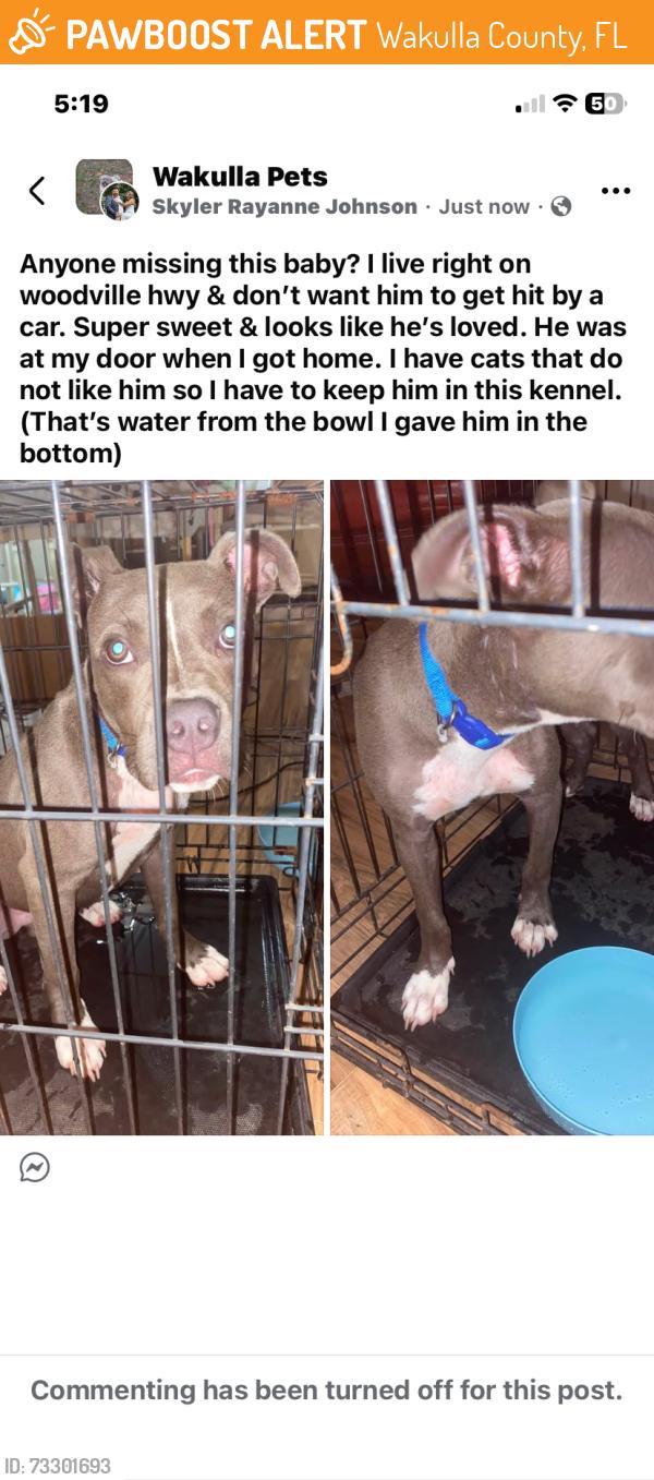 Found/Stray Male Dog last seen Woodville Hwy, Wakulla County, FL 32327