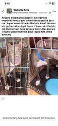 Found/Stray Male Dog last seen Woodville Hwy, Wakulla County, FL 32327