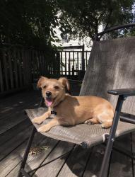 Reunited Male Dog last seen Cermak and Trumbull, Chicago, IL 60623