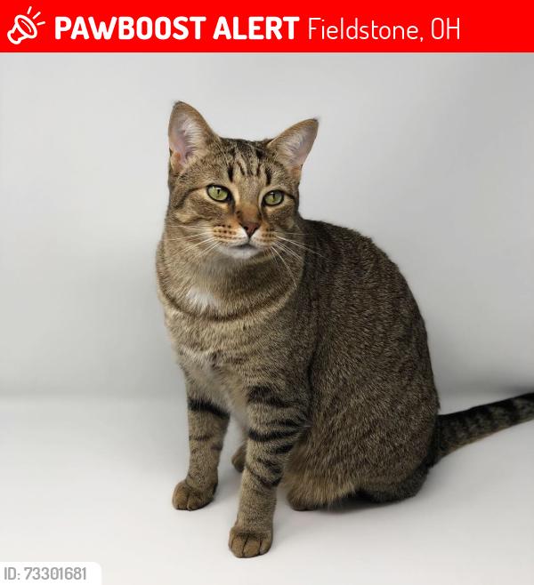 Lost Male Cat last seen The neighborhood at Heavens Corner Road and York Drive in Blacklick, Ohio, Fieldstone, OH 43004