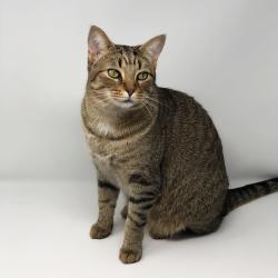 Lost Male Cat last seen The neighborhood at Heavens Corner Road and York Drive in Blacklick, Ohio, Fieldstone, OH 43004